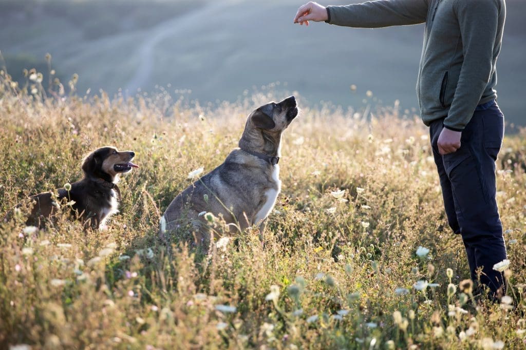 Caucasian man is training his mongrel dogs